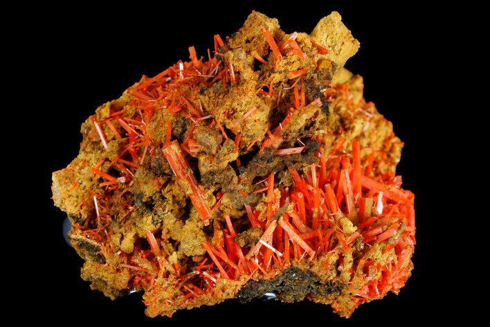 Bright Orange Crocoite Crystal Cluster - Tasmania #182723